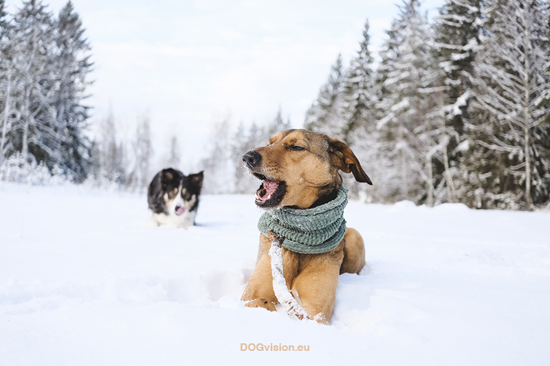 #TongueOutTuesday (04), Fenne Kustermans dog photography in Sweden. Snow dogs, rescue dog, Border Collie, dog photographer & dog blog. www.DOGvision.eu
