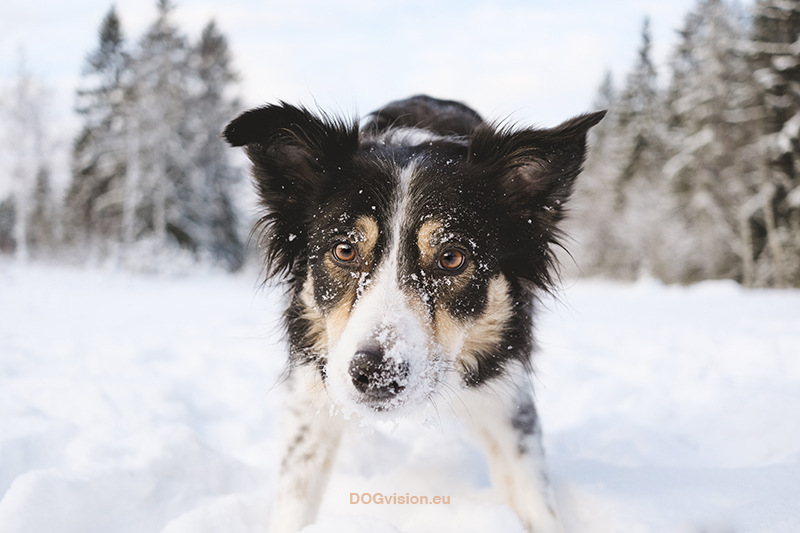 #TongueOutTuesday (04), Fenne Kustermans dog photography in Sweden. Snow dogs, rescue dog, Border Collie, dog photographer & dog blog. www.DOGvision.eu