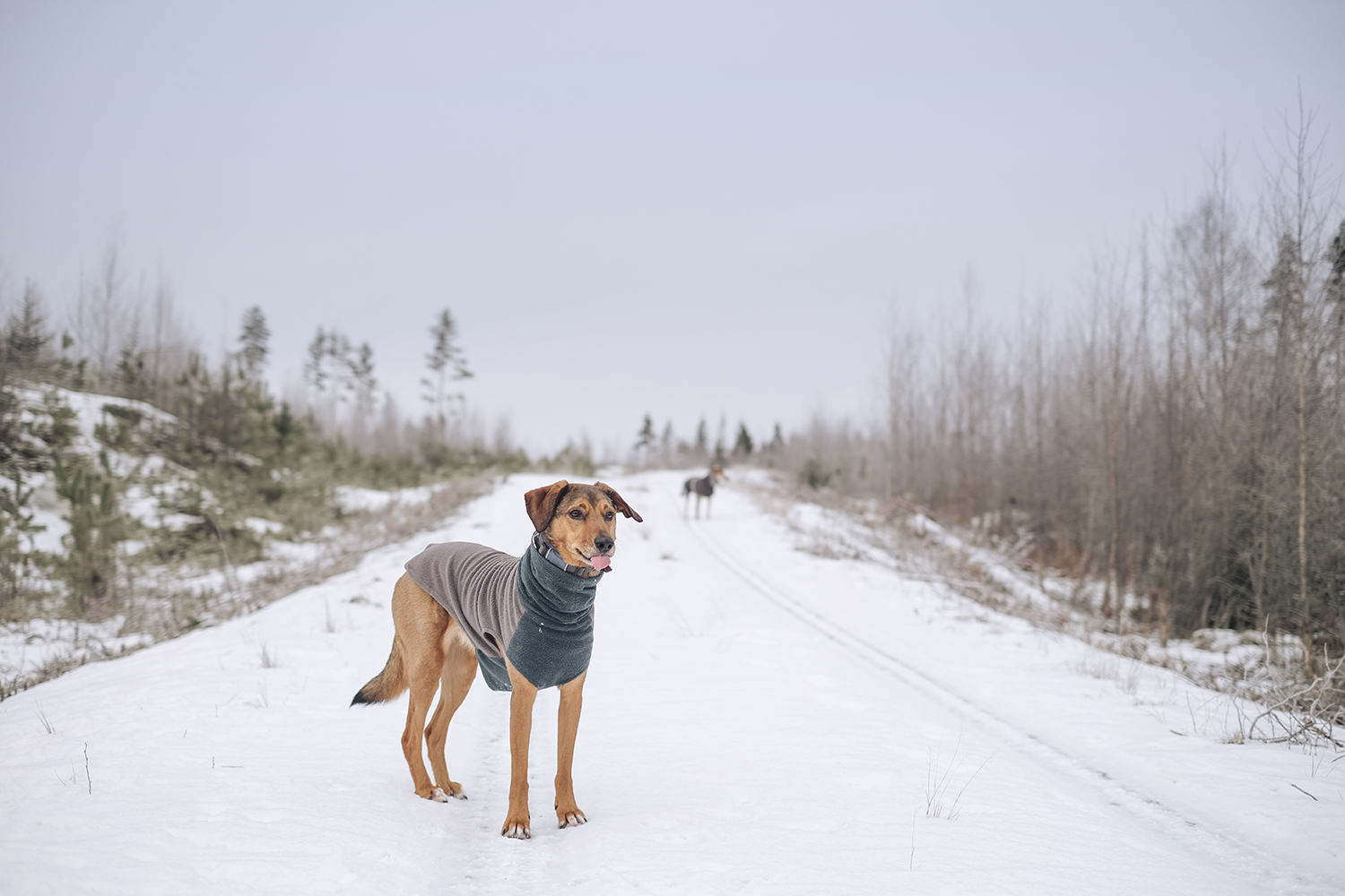 #TongueOuttuesday (05), dog photography Sweden, mutts of instagram, dogs in Sweden, nordic winter, Fujifilm xt4 mirrorless photography, www.DOGvision.eu
