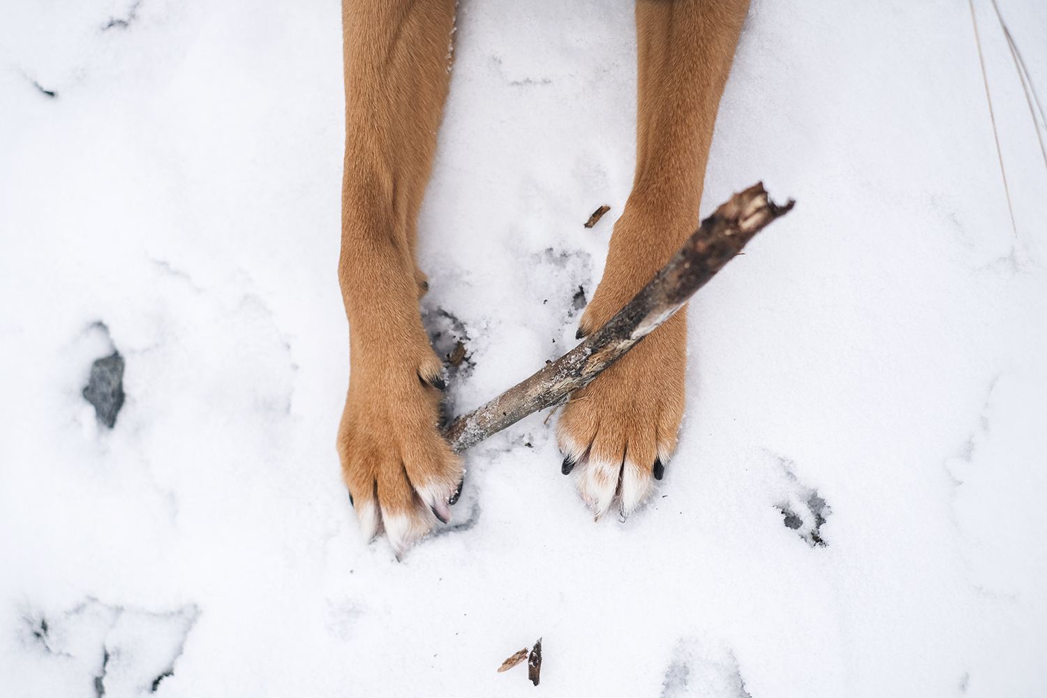 #TongueOuttuesday (05), dog photography Sweden, mutts of instagram, dogs in Sweden, nordic winter, Fujifilm xt4 mirrorless photography, www.DOGvision.eu