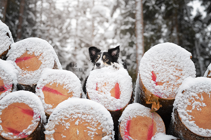 #TongueOutTuesday (08)| dog photography blog, adventures, Sweden, www.dogvision.eu