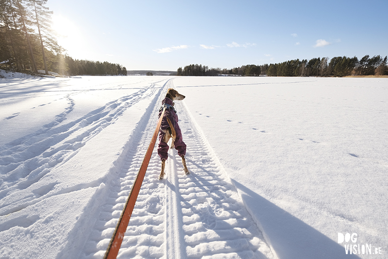 Hiking with dogs in cold weather, www.DOGvision.eu