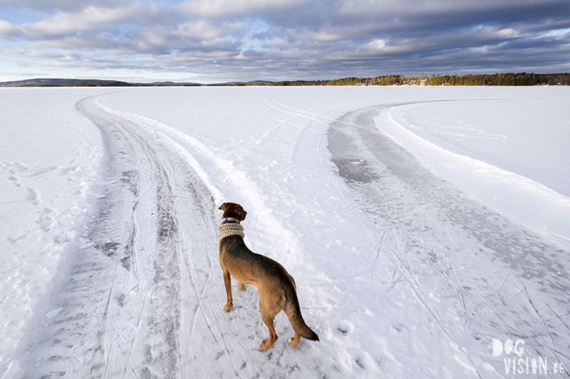 Fujifilm x-t4 performance during Swedish/Nordic winter & dog photography, www.DOGvision.eu