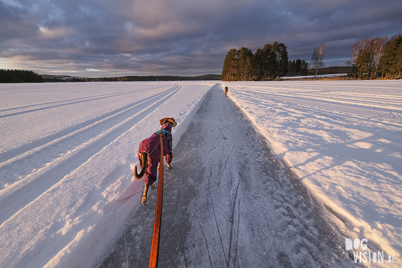Kicksled (spark) Sweden, running with dogs, lake life, Dalarna, winter outdoor activities, www.DOGvision.eu
