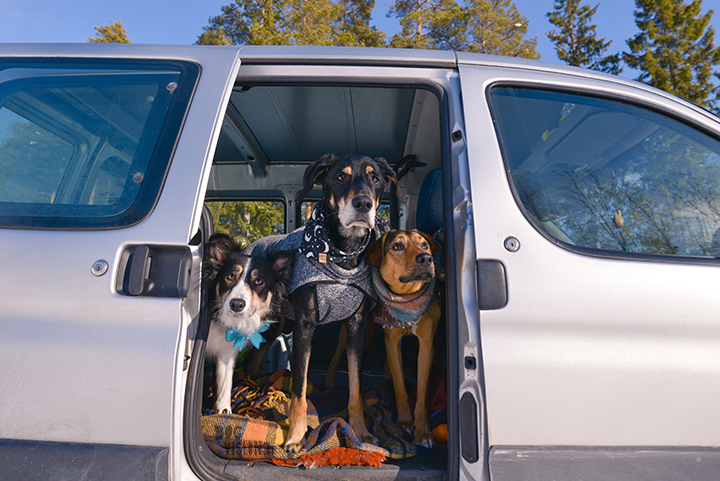 #TongueOutTuesday (13), hondenfotografie, leven in Zweden, hondenfotograaf, blog honden, www.DOGvision.be