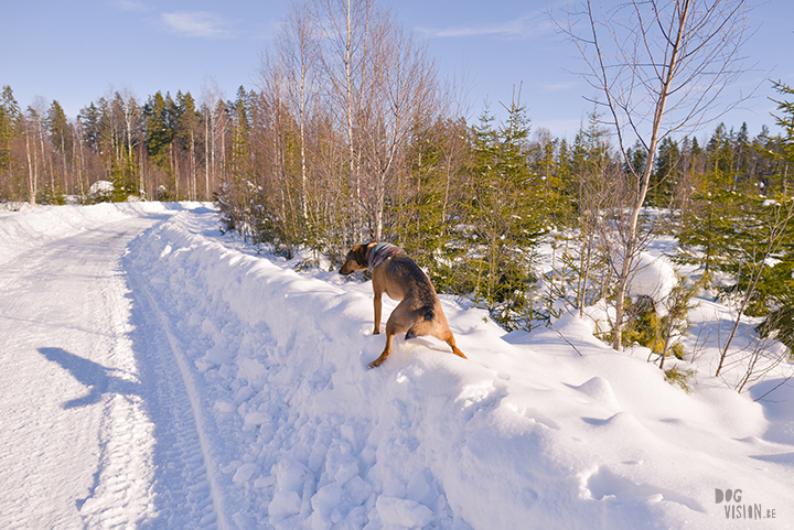 #TongueOutTuesday (13), hondenfotografie, leven in Zweden, hondenfotograaf, blog honden, www.DOGvision.be