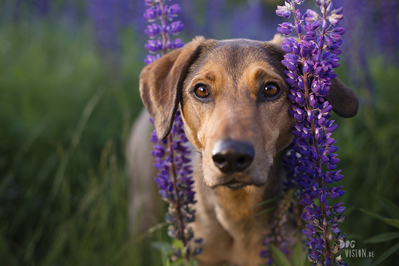 Outdoor dog photography, European dog photographer, dog photography with reflector, shooting in summer light, www.DOGvision.eu