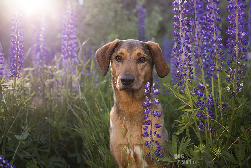 Outdoor dog photography, European dog photographer, dog photography with reflector, shooting in summer light, www.DOGvision.eu