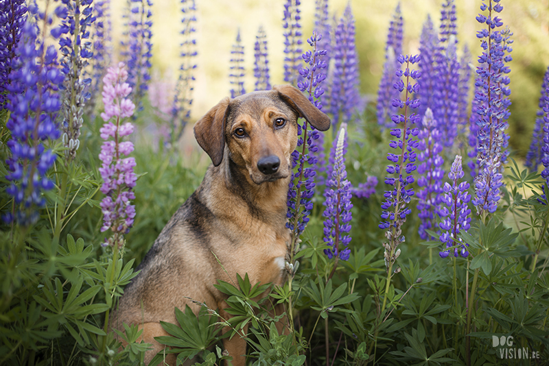 Outdoor dog photography, European dog photographer, dog photography with reflector, shooting in summer light, www.DOGvision.eu