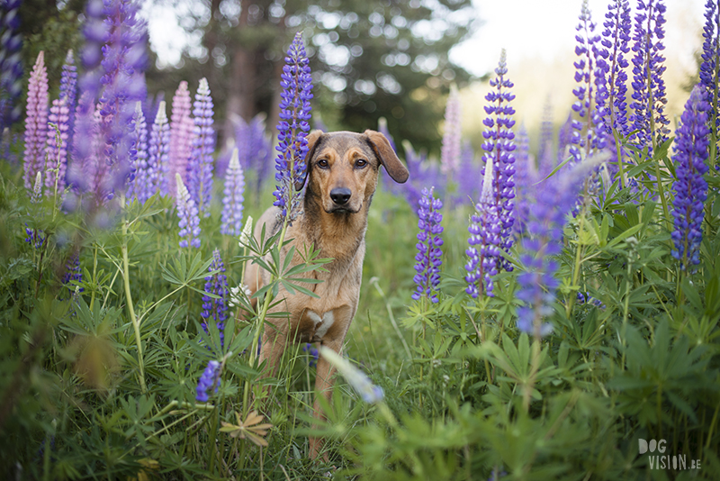 Outdoor dog photography, European dog photographer, dog photography with reflector, shooting in summer light, www.DOGvision.eu