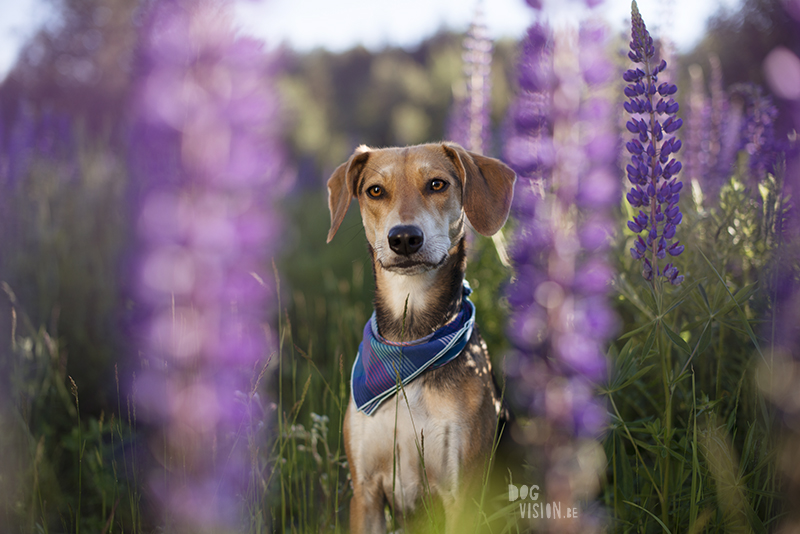 Bandana wearing dog with flowers, lupines, outdoors with dogs, outdoor dog photography, www.DOGvision.eu