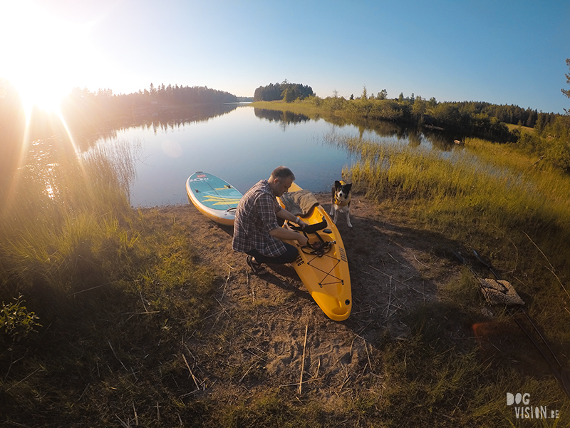 #TongueOutTuesday (25), dog blog Fenne Kustermans Dalarna Sweden, hiking with dogs, summer in Sweden, www.DOGvision.eu