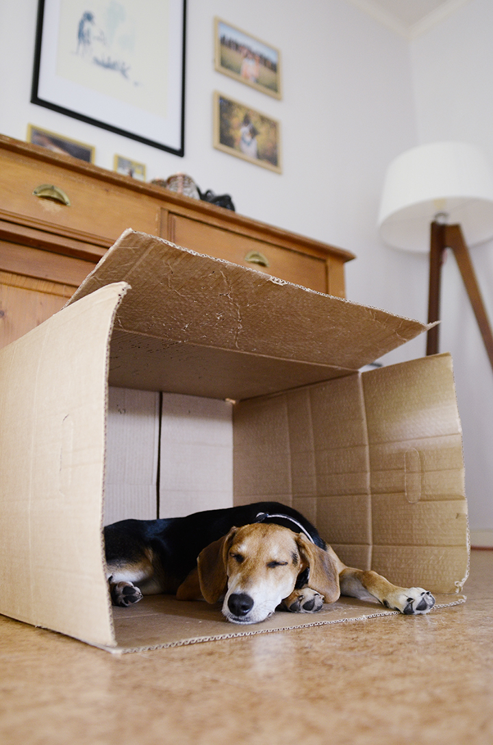 rescue puppy sleeping in a cardboard box, www.dogvision.eu