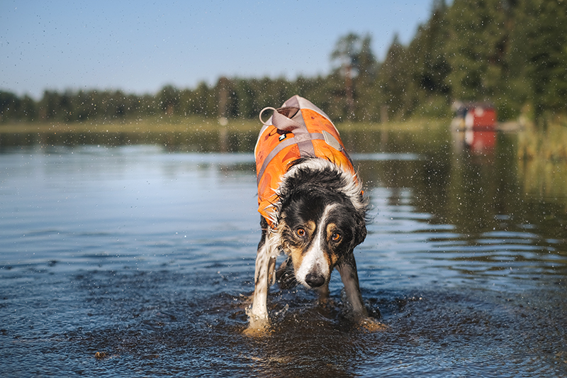 #TongueOutTuesday (34), dog blog, dog photography, Nordic dogs, Hurtta adventurer 2022, www.DOGvision.eu