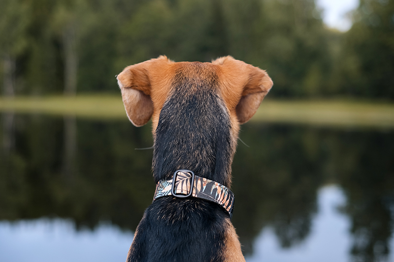 Woof Woof Greece dog collar for Lizzie (Greek rescue dog), dog photography, www.DOGvision.eu