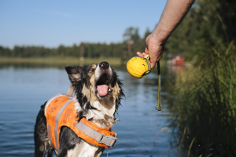 #TongueOutTuesday (34), dog blog, dog photography, Nordic dogs, Hurtta adventurer 2022, www.DOGvision.eu