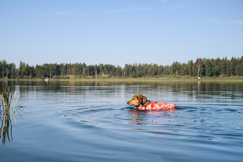 #TongueOutTuesday (34), dog blog, dog photography, Nordic dogs, Hurtta adventurer 2022, www.DOGvision.eu