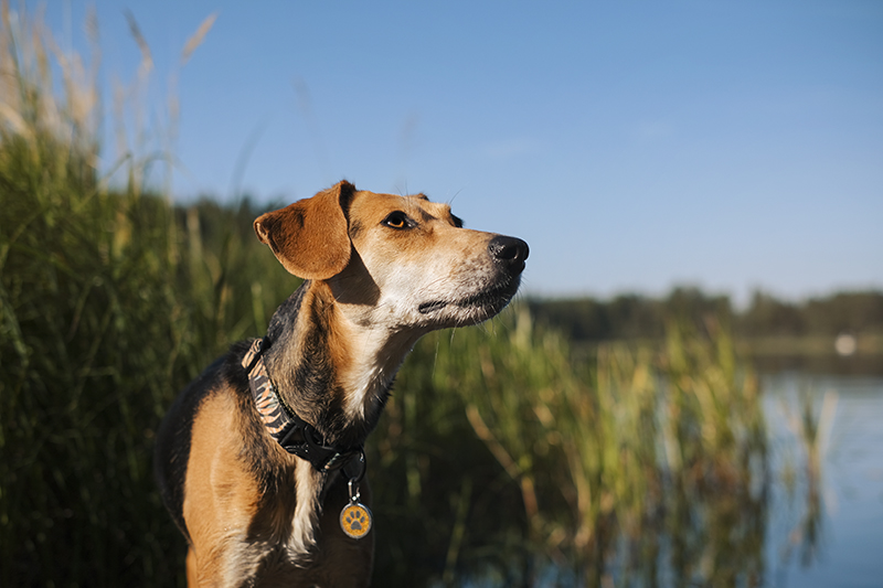 #TongueOutTuesday (34), dog blog, dog photography, Nordic dogs, Hurtta adventurer 2022, www.DOGvision.eu