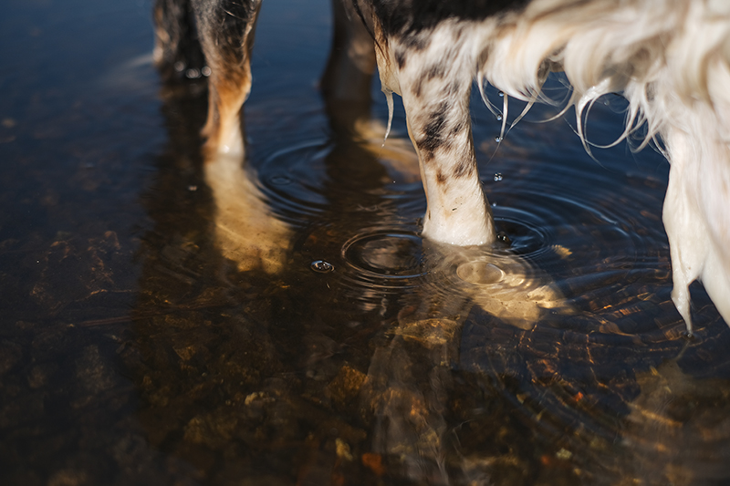 #TongueOutTuesday (34), dog blog, dog photography, Nordic dogs, Hurtta adventurer 2022, www.DOGvision.eu