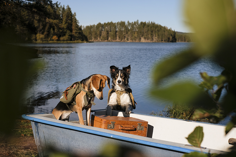 Mondo Cane, dog adventure story DOGvision.eu