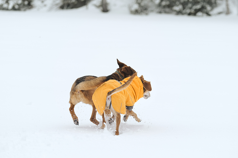 #TongueOutTuesday (08), winter fun on the frozen lake with the dogs, Hurtta expedition parka, mutts and Border Collie, www.DOGvision.eu