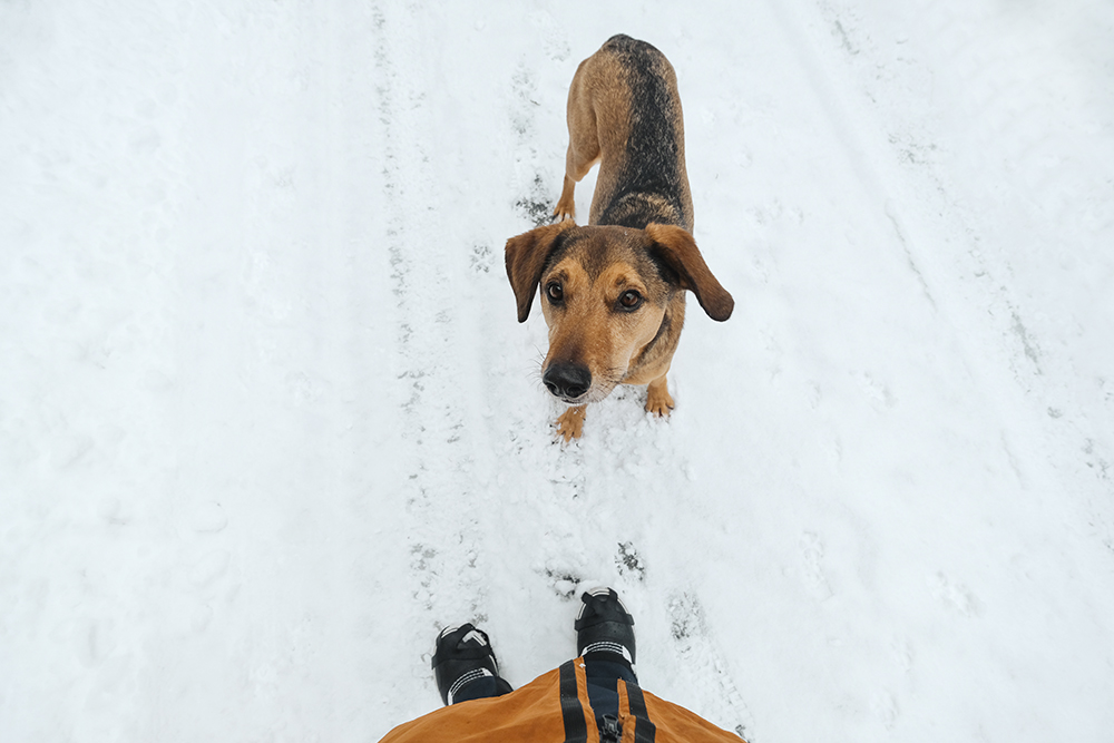 #TongueOutTuesday (08), winter fun on the frozen lake with the dogs, Hurtta expedition parka, mutts and Border Collie, www.DOGvision.eu