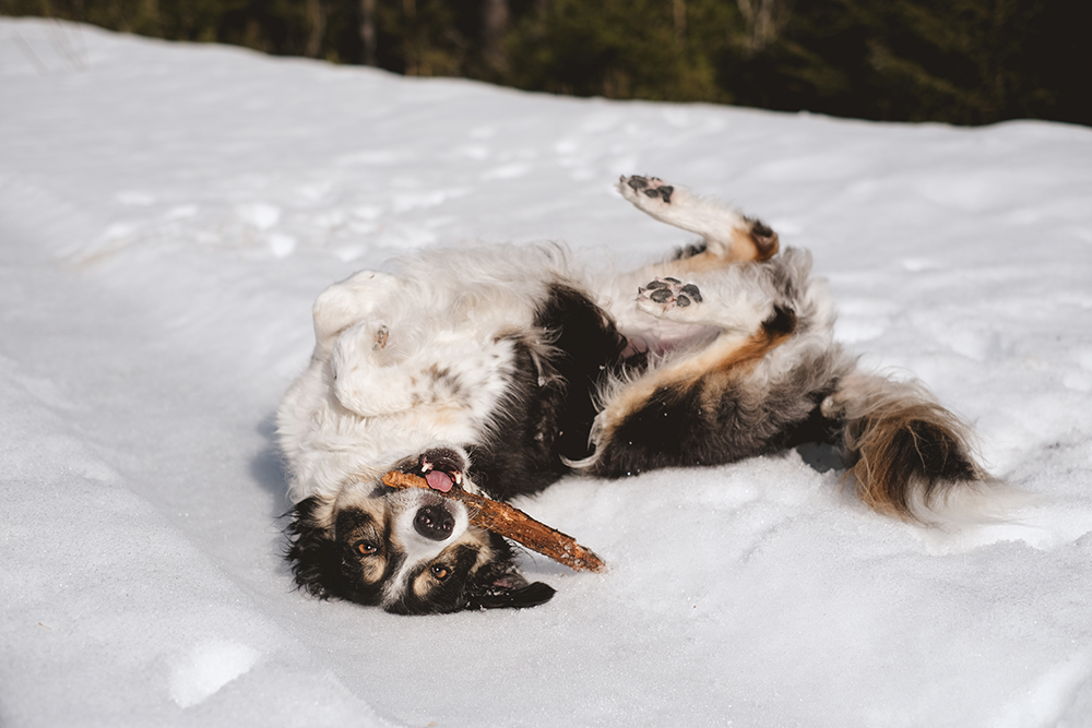 Early spring in Sweden, dog photography DOGvision, Border Collie, mutts, happy hiking dogs, off leash dog fun, www.DOGvision.eu