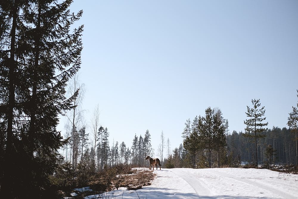 Early spring in Sweden, dog photography DOGvision, Border Collie, mutts, happy hiking dogs, off leash dog fun, www.DOGvision.eu