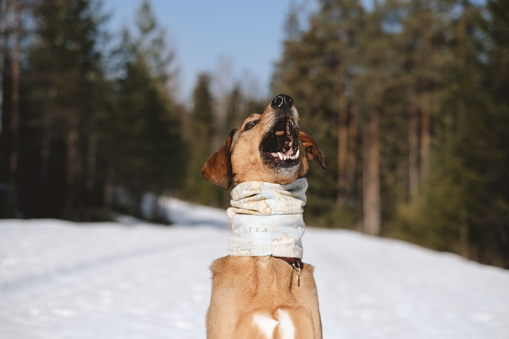 Early spring in Sweden, dog photography DOGvision, Border Collie, mutts, happy hiking dogs, off leash dog fun, www.DOGvision.eu