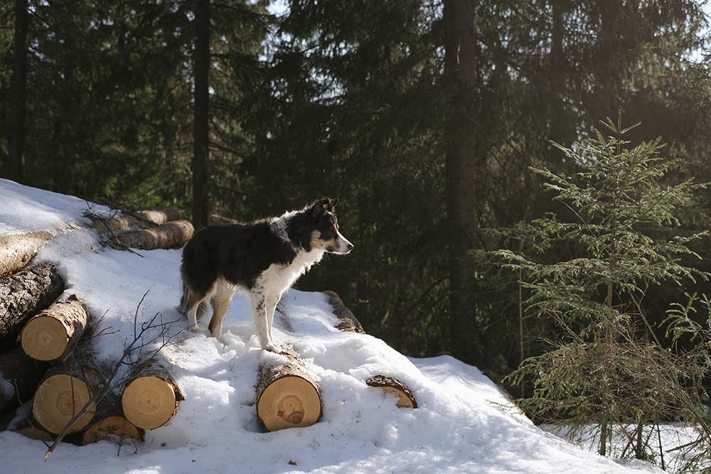 Early spring in Sweden, dog photography DOGvision, Border Collie, mutts, happy hiking dogs, offleash dog fun, www.DOGvision.eu