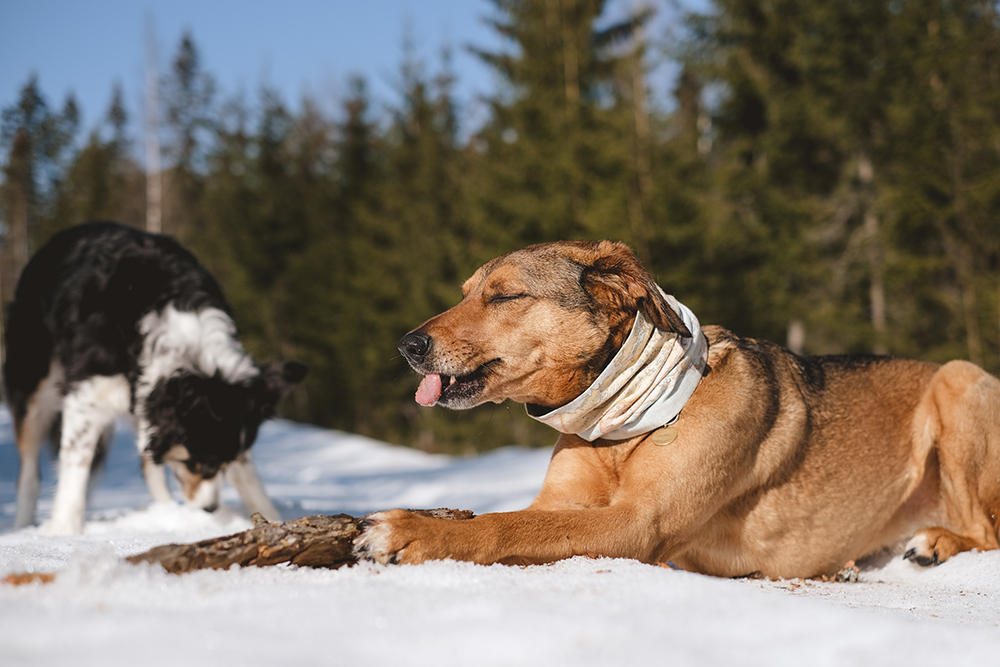 #tongueouttuesday, hurtta adventurer 2022, adventure dogs in Sweden, dog photography, www.DOGvision.eu