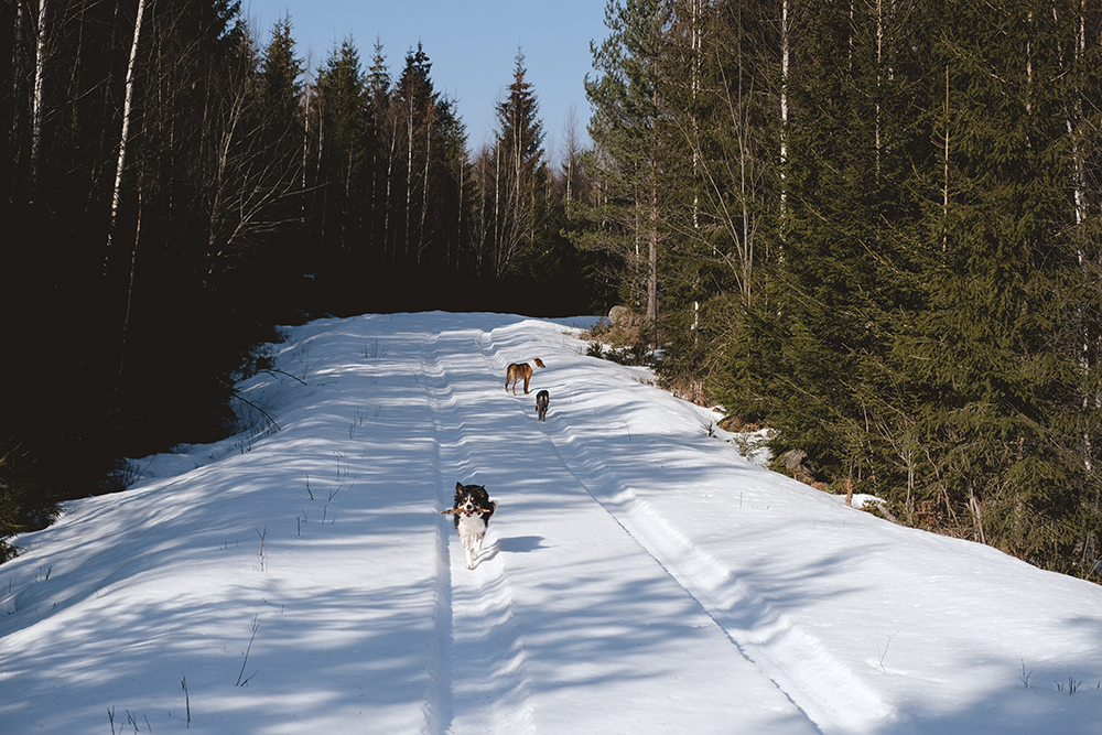 Early spring in Sweden, dog photography DOGvision, Border Collie, mutts, happy hiking dogs, off leash dog fun, www.DOGvision.eu