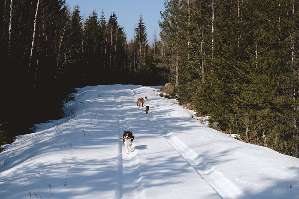 #tongueouttuesday, hurtta adventurer 2022, adventure dogs in Sweden, dog photography, www.DOGvision.eu