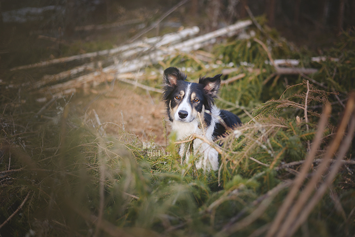 #TongueOutTuesday (15), dog photography project, weekly photo project, dog photography Sweden