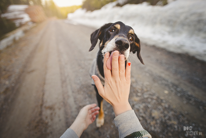 #TongueOutTuesday (15), dog photography project, weekly photo project, dog photography Sweden