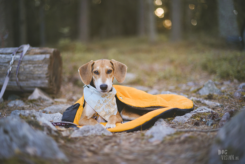 dogs in a tent, Camping with dogs in Sweden, Dalarna outdoors, dog photography and blog, www.DOGvision.eu