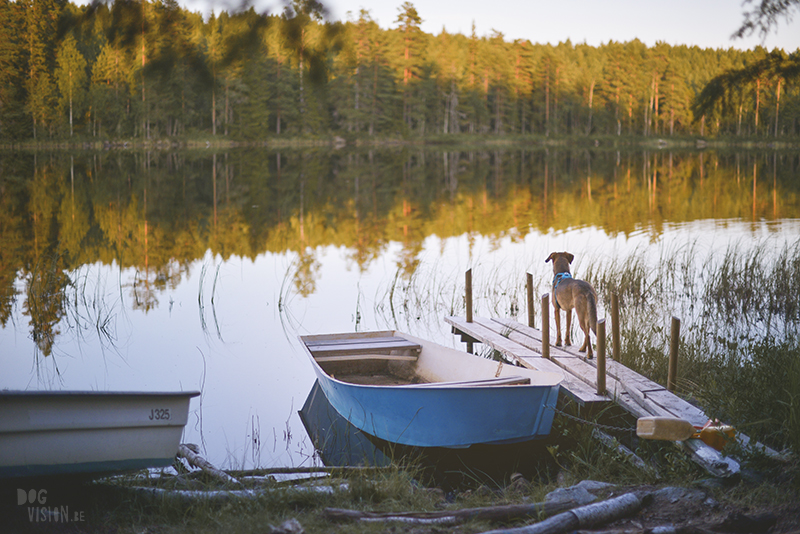 dogs in a tent, Camping with dogs in Sweden, Dalarna outdoors, dog photography and blog, www.DOGvision.eu