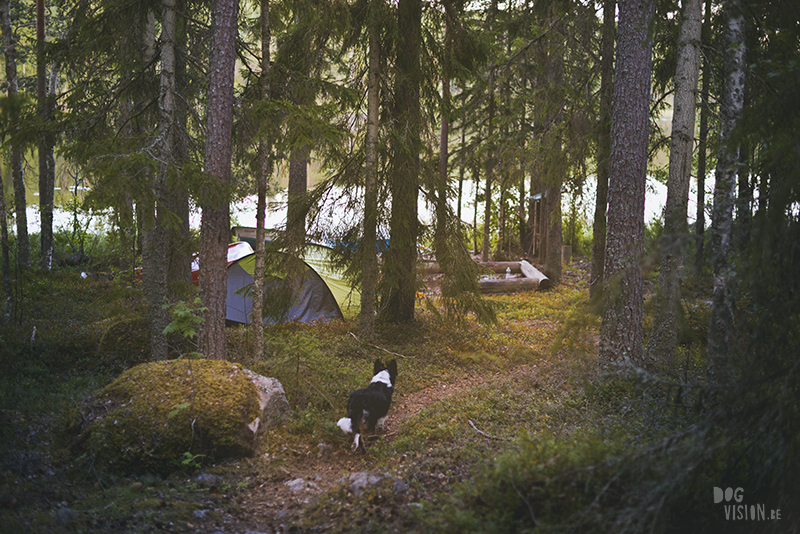 dogs in a tent, Camping with dogs in Sweden, Dalarna outdoors, dog photography and blog, www.DOGvision.eu