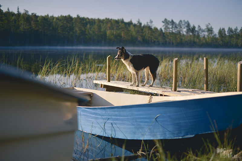 dogs in a tent, Camping with dogs in Sweden, Dalarna outdoors, dog photography and blog, www.DOGvision.eu