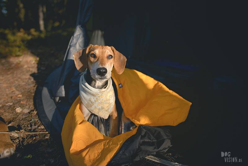 dogs in a tent, Camping with dogs in Sweden, Dalarna outdoors, dog photography and blog, www.DOGvision.eu