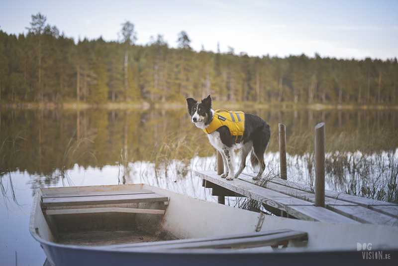 Camping with dogs in Sweden, Dalarna outdoors, dog photography and blog, www.DOGvision.eu