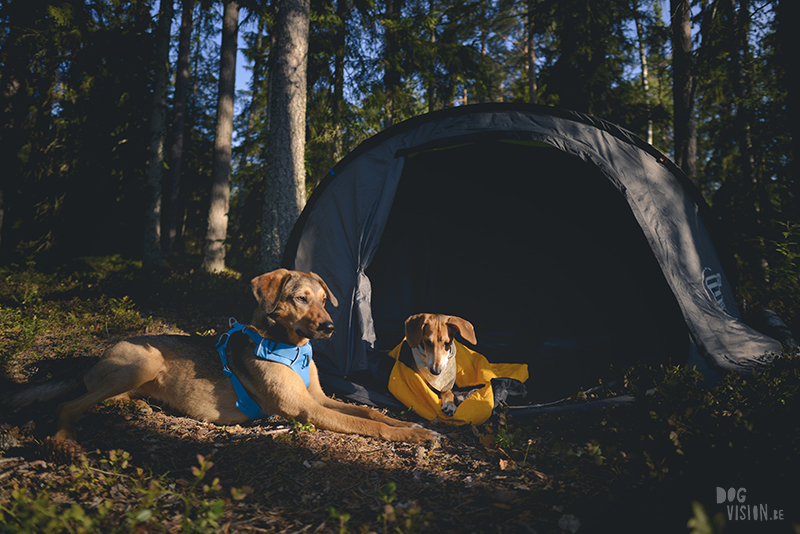 dogs in a tent, Camping with dogs in Sweden, Dalarna outdoors, dog photography and blog, www.DOGvision.eu