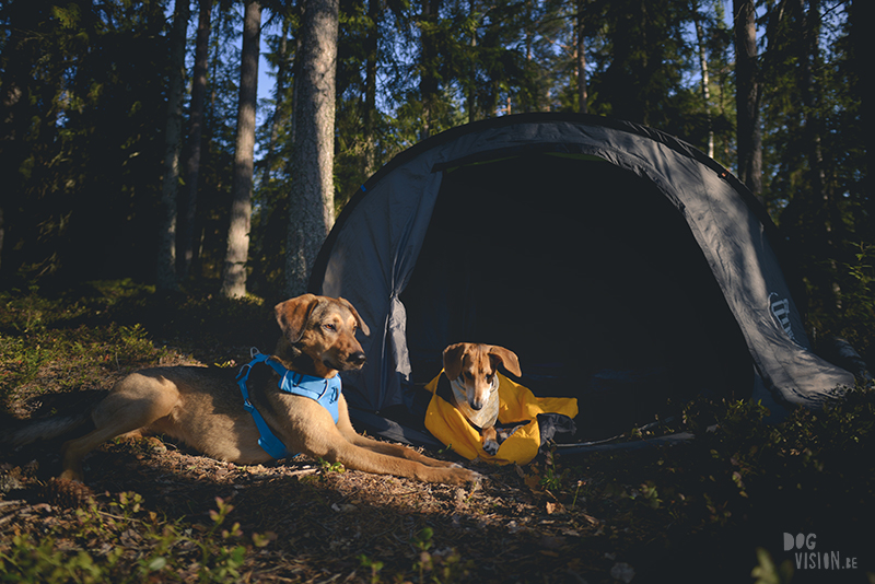 Camping with dogs in Sweden, camping wild, ruffwear harness, hurtta sleeping bag, dog photographer Europe, www.DOGvision.eu