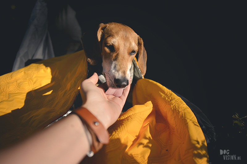 dogs in a tent, Camping with dogs in Sweden, Dalarna outdoors, dog photography and blog, www.DOGvision.eu