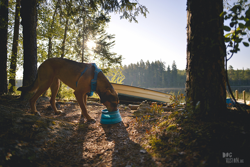 dogs in a tent, Camping with dogs in Sweden, Dalarna outdoors, dog photography and blog, www.DOGvision.eu