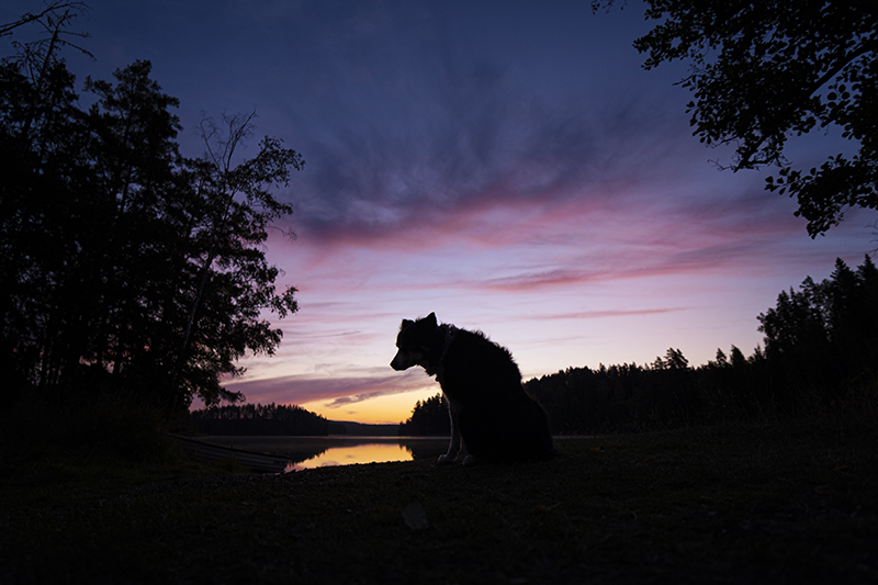 Sup & sunset, camping with the Volkswagen California in Sweden, paddling the lake, www.Fenne.be /www.DOGvision.eu