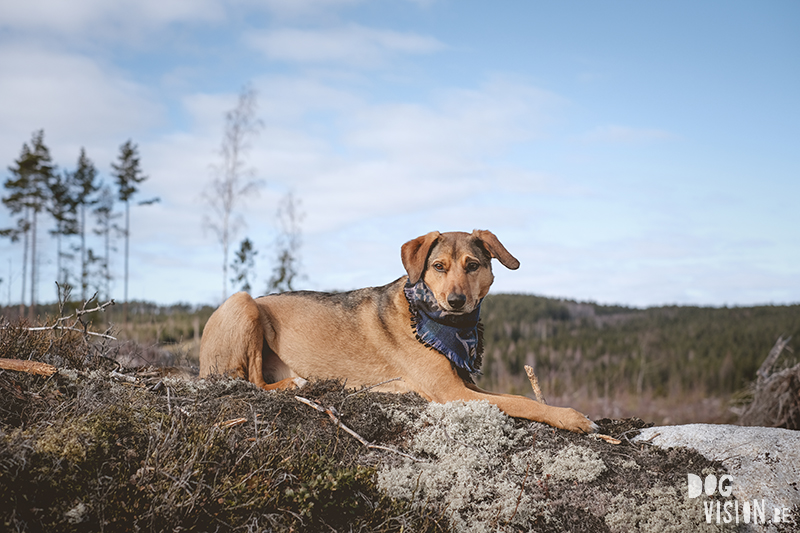 #TongueOutTuesday (12), DOGvision dog photography, natural authentic dog photographs, hiking with dogs in Dalarna Sweden, Fujifilm XT4, www.DOGvision.eu