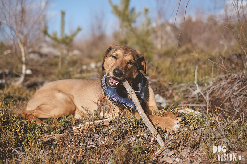 #TongueOutTuesday (12), DOGvision dog photography, natural authentic dog photographs, hiking with dogs in Dalarna Sweden, Fujifilm XT4, www.DOGvision.eu