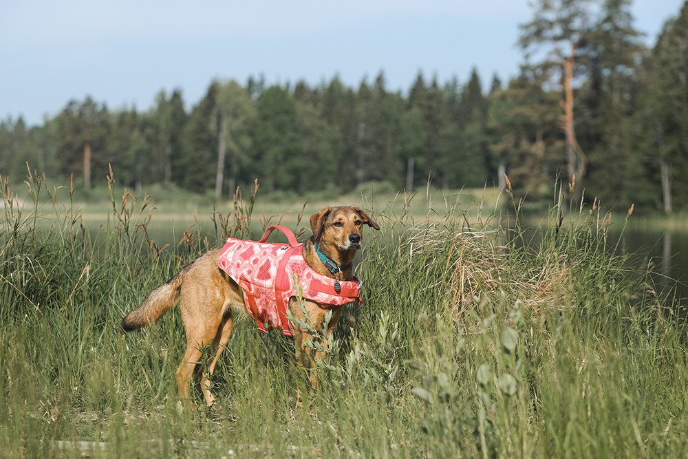 Hurtta adventurer 2023, life vests for dogs, dogs on adventures, lake swimming with dogs, www.DOGvision.eu