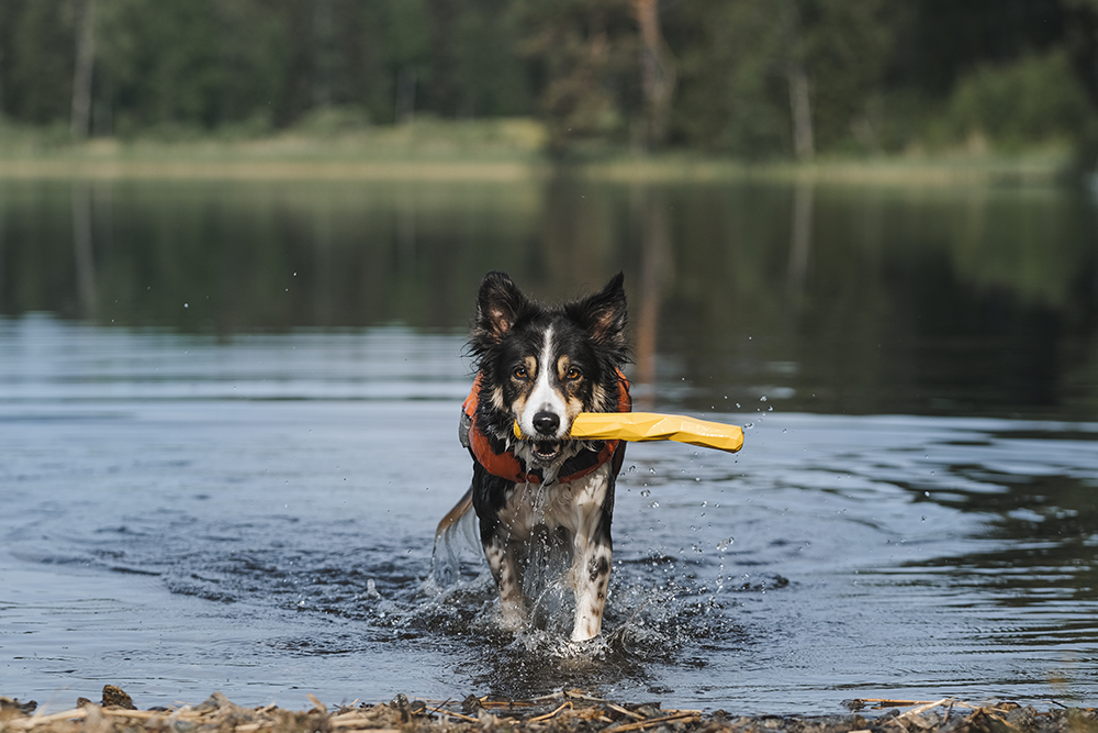 #TongueOutTuesday (25), dog photography blog, Sweden, Hurtta adventurer 2023, www.DOGvision.eu